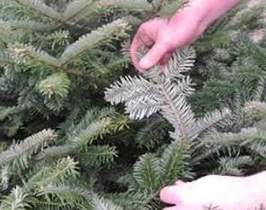 Christmas tree care